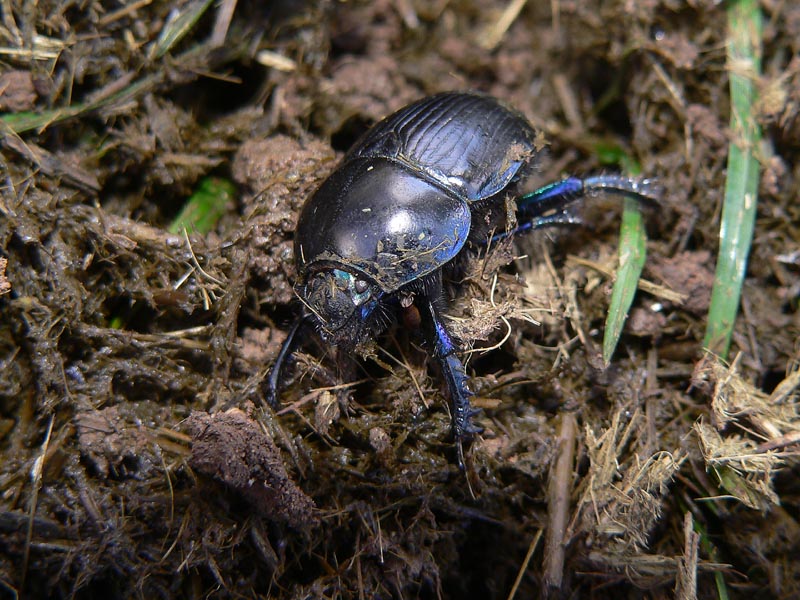 Sericotrupes niger: non  tutto oro quello che luccica!